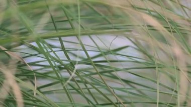 Rüzgarda Sallanan Bitkilerin Ardında Ağ Olmayan Bir Alan