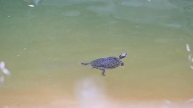 Parktaki havuzda tek başına yüzen tek kaplumbağa.