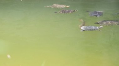 Parktaki havuzda tek başına yüzen şirin ördek.