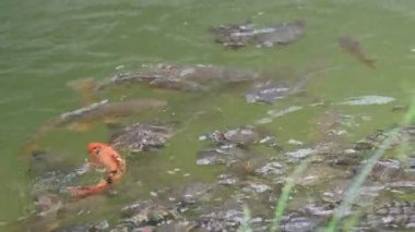 Parktaki havuzda tek başına yüzen şirin ördek.