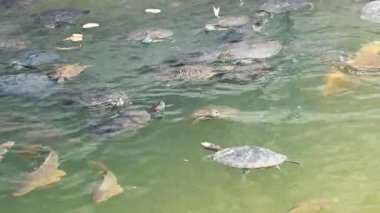 Parktaki havuzda tek başına yüzen şirin ördek.