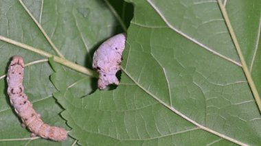 Yeşil dut yaprağı yiyen ipek böceği.
