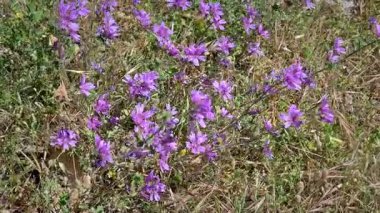 Mor Çiçekler Çayırda Rüzgarda Dalgalanıyor