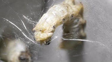 İpek Böceği Dönen İpek Koza İçinde, Makro Video