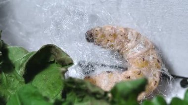 İpek Böceği Dönen İpek Koza İçinde, Makro Video