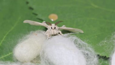 Kozanın Üzerinde İpek Böceği Güvesi
