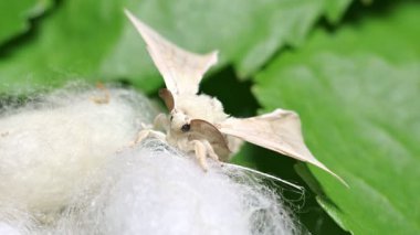 Kozanın tepesindeki İpek Böceği Güvesi etrafında döner.