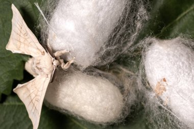 Silkworm Spinning Silk Inside Cocoon, Macro image