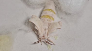 Kozasından çıkan ipek böceğinin kanatları büyüyor.