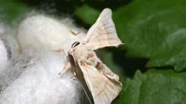 Kozanın tepesindeki İpek Böceği Güvesi etrafında döner.