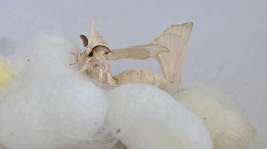 İpek böceği güveleri üremek için çitleniyor.