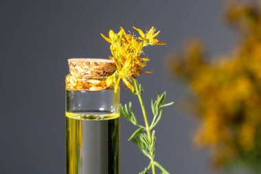Hypericum - St. John 's wort bitkileri, ya ya ya infzyon iesi.
