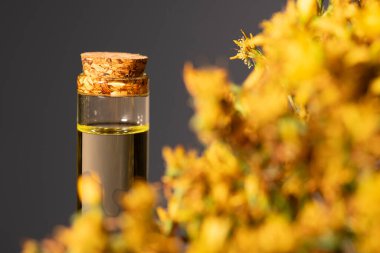 Hypericum - St. John 's wort bitkileri, ya ya ya infzyon iesi.
