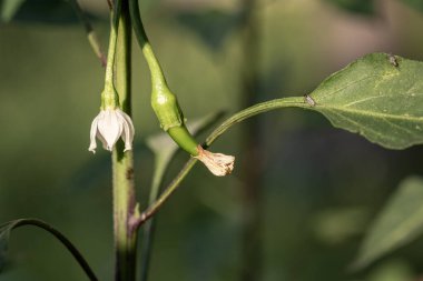 Dalın üzerinde küçük yeşil biber