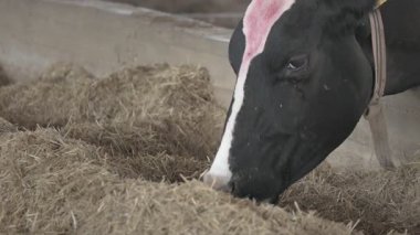 Hayvan Çiftliğindeki İneklerin Hayatı