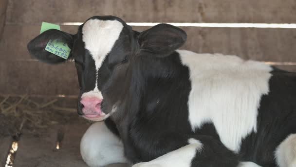 The Life of Cows on Animal Farm The Life of Cows on Animal Farm