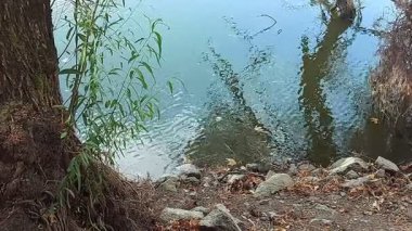 Durgun gölün kenarındaki ağaçların dalları göle doğru uzanıyor..