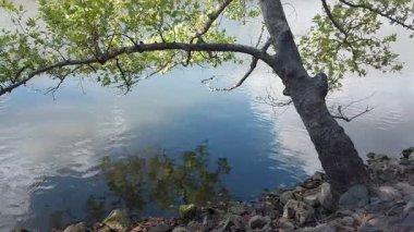 Durgun gölün kenarındaki ağaçların dalları göle doğru uzanıyor..