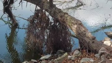 Durgun gölün kenarındaki ağaçların dalları göle doğru uzanıyor..