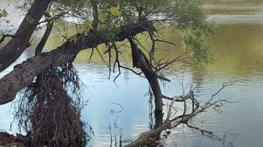 Durgun gölün kenarındaki ağaçların dalları göle doğru uzanıyor..