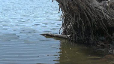 Gölün kıyısındaki Eski Ağacın Kökleri