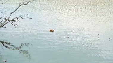 Gölün kıyısındaki Eski Ağacın Kökleri