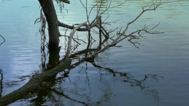 Gölün kıyısındaki Eski Ağacın Kökleri