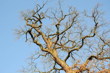 Açık mavi gökyüzüne karşı çıplak bir ağacın gövdesi ve dalları..
