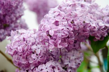 Baharda açan mor leylakların yakın çekimi. Sol köşede yeşillik var, kenarları bulanık. Arkaplan, doku.