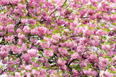 Bahar Japon kirazı, pembe çiçekler. Çerçevede çok fazla infloresans var. Arkaplan, doku, kopyalama alanı.