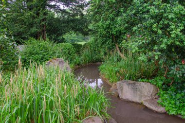 Yeşil bir parkta küçük sakin bir dere. Su taşlı bir yatak boyunca akar. Solda - tomurcuklu rhododendron çalıları. Sağda - uzun otlar..