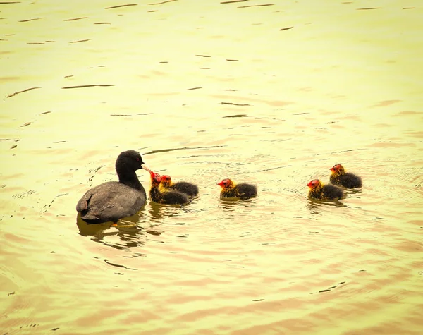 Ördek ve ördek yavruları suda yüzer. Su gün batımı ışınlarından altın rengidir.