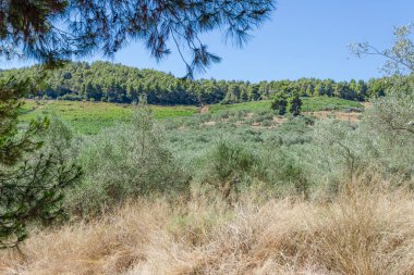 Zeytin koruluğu ve üzüm bağı manzarası. Ön planda çam dalları ve kurumuş otlar var. Mavi açık gökyüzü.