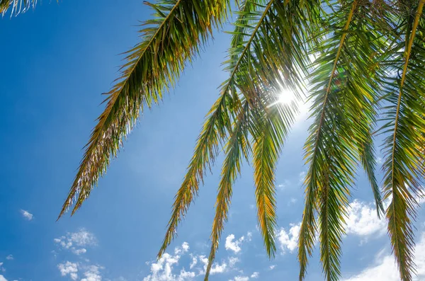 sun shines through branches of palm tree against blue sky