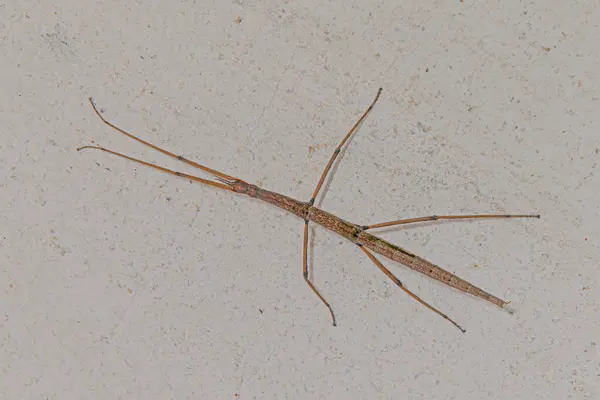 close-up of walking stick on white background. Insect with brown color