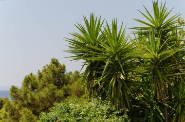 Mavi gökyüzüne karşı Akdeniz yeşillikleri, palmiyeler ve çamlar. Arkaplan, boşluğu kopyala