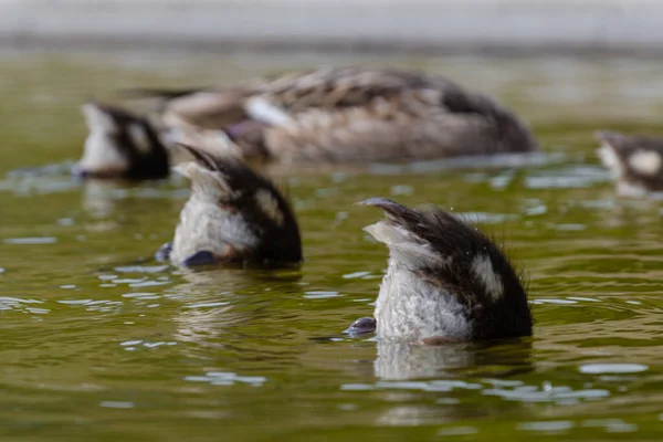 Suyun üstünde dalış yapan ördek kuyrukları. Üç ördek yavrusu Sarı-yeşil su.