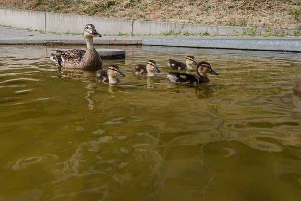A duck and ducklings in the water. The family is swimming in yellow-green water.