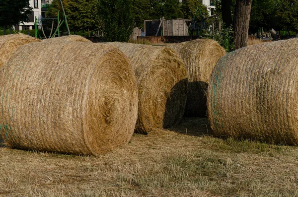 The hay bales are drying in the field. Close-up of several hay rolls.