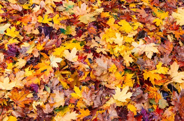 Autumn maple leaves. Background, texture, copy space. Yellow red burgundy fallen foliage