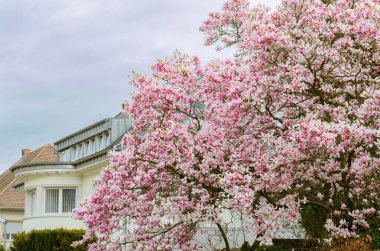 Beyaz binanın arka planında çiçek açan manolya ağacı. Çiçek açmış muhteşem manolya çiçekleri bulutlu bir günün yumuşak ışıklarıyla doludur..