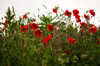 Parlak kırmızı gelincikler kır çiçeklerinin çayırında çiçek açarak yeşil yapraklara çarpıcı bir renk etkisi yaratırlar..
