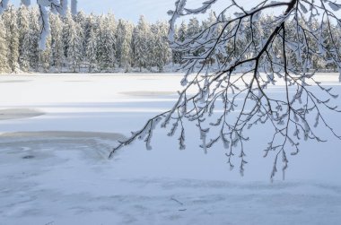 Karla kaplı yeşil ağaçlarla çevrili donmuş bir göl ile sakin bir kış sahnesi. Kırılgan, buzla kaplı bir dal zarif bir şekilde ön plana çıkar, dingin ve soğuk güzelliği taşır.
