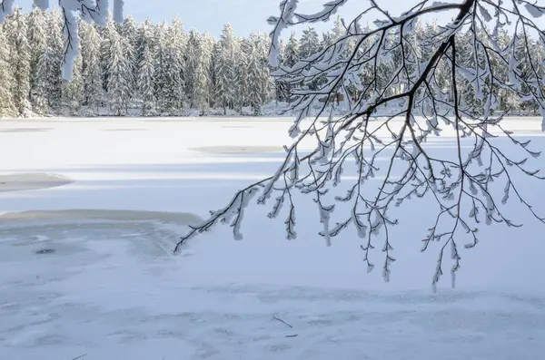 Karla kaplı yeşil ağaçlarla çevrili donmuş bir göl ile sakin bir kış sahnesi. Kırılgan, buzla kaplı bir dal zarif bir şekilde ön plana çıkar, dingin ve soğuk güzelliği taşır.