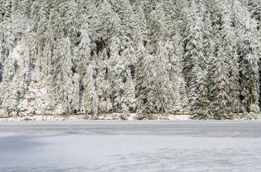Mummelsee 'nin sakin bir kış manzarası. Donmuş gölün uzak kıyısında yoğun karla kaplı bir orman. Sayısız çam ağacı taze karla kaplanarak güzel ve huzurlu bir yer oluşturur.