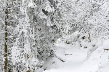 Yoğun bir ormanda karla kaplı bir patika esiyor, ağaçlar yoğun bir şekilde taze beyaz karla dolu. Kış manzarası sakin ve huzurlu, soğuk mevsimde doğanın sessiz güzelliğini sergiliyor..