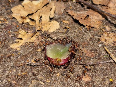 Üzüm yiyen aç karıncalar 