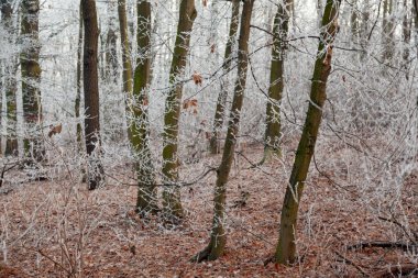 Kış, kış zamanı, kış manzarası, soğuk manzara, peri masalı kış