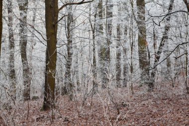 Kış, kış zamanı, kış manzarası, soğuk manzara, peri masalı kış