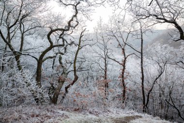 Kış, kış zamanı, kış manzarası, soğuk manzara, peri masalı kış